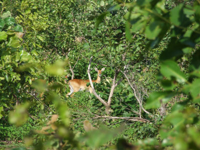 Wildlife in Ghana